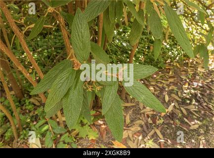 Dicke und Leder wie grüne Blätter der Pflanze Viburnum Rhytidophyllum Stockfoto