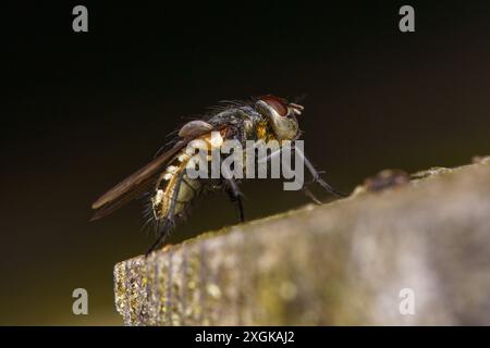 Gattung Pollenia Cluster Fliegen Familie Polleniidae wilde Natur Insekten Tapete, Bild, Fotografie Stockfoto