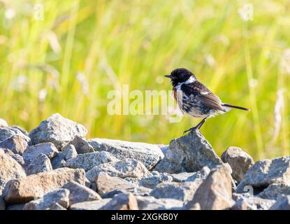 Männlicher europäischer Stonechatvogel 'Saxicola rubicola', stehend auf Felsen und isoliert vor grünem Pflanzengrund. Wicklow, Irland Stockfoto
