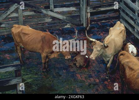 Longhorn-Kühe in Fort Worth, Texas, 1980 Stockfoto