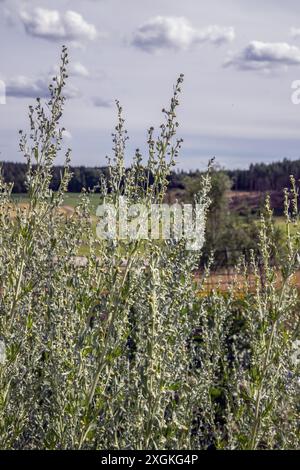 Gelbe Blume Wermut (Artemisia absinthium) Stockfoto