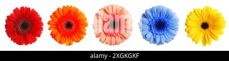 Viele schöne Gerbera Blumen isoliert auf weiß, Set Stockfoto