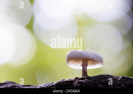Porzellanpilz [ Oudemansiella mucida ] hintergrundbeleuchtet auf verfaultem Baumstamm mit Bokeh-Highlights im Hintergrund Stockfoto
