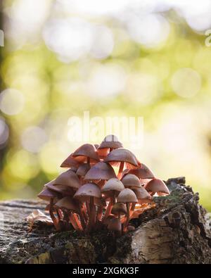 Gruppe Flieder-Bonnet-Pilz [ Mycena pura ] auf verfaultem Stumpf mit Bokeh-Highlights im Hintergrund Stockfoto