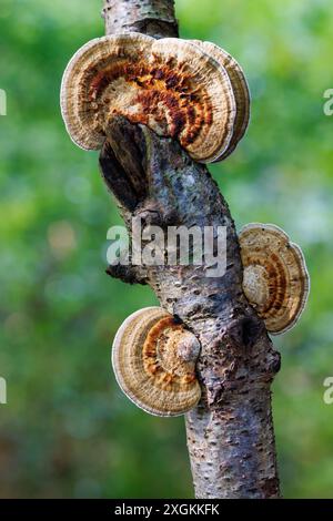 Kleine Gruppe von Errötungspilzpilzen (Daedaleopsis confragosa) an Baumästen Stockfoto