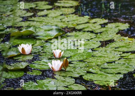 Seerosen mit weißen Blüten und runden grünen Pads im Regen in einem Gartenteich, Konzept für Umwelt, Wetter und Klimawandel, Kopierraum, se Stockfoto