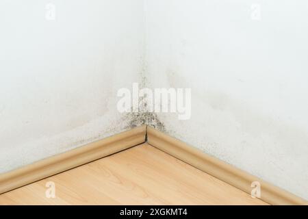 Schimmel an einer Wand über dem Laminatboden, schwarzer und grüner Pilz an der weißen Wand Stockfoto