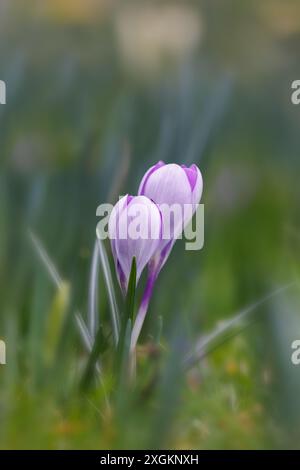 Violette Krokuspflanzen blühen im Gras Stockfoto