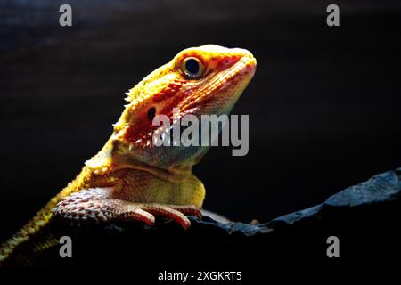 Australische Bartagame Stockfoto