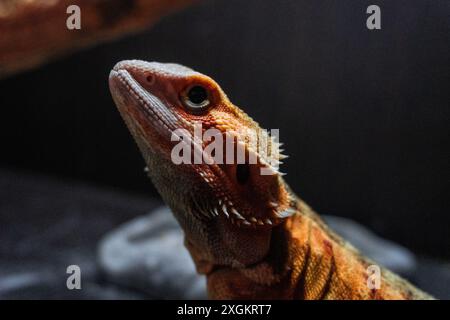 Australische Bartagame Stockfoto