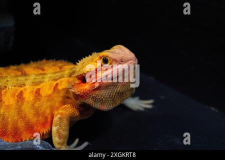 Australische Bartagame Stockfoto