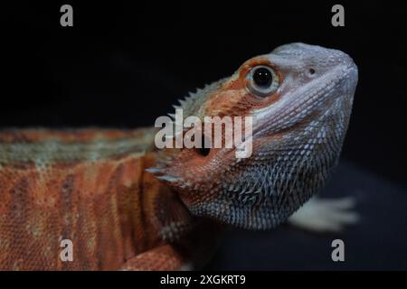 Australische Bartagame Stockfoto