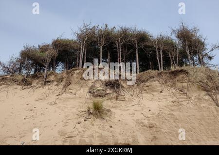 Küstenerosion in Newborough Beach, Anglesea, Wales Stockfoto