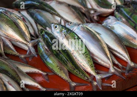 Fisch im Sir Selwyn Selwyn - Clarke Market, Victoria, Mahe, Republik Seychellen, Indischer Ozean. Stockfoto