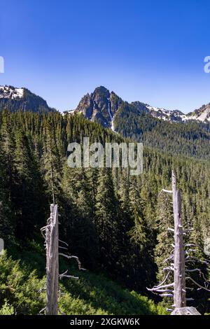 Blick in Richtung Tatoosh Range, Mount Rainier National Park, Washington State, USA Stockfoto