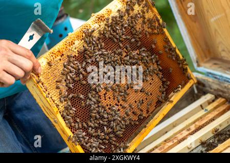 Imker inspiziert Wabenrahmen im Bienenstock Stockfoto