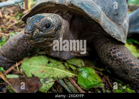 Aldabra Riesen Seychellen Schildkröte (Aldabrachelys gigantea), Anse Takamaka, Mahe, Republik Seychellen, Indischer Ozean. Stockfoto