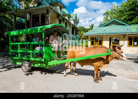 Ochsenkarren in La Passe, La Digue, Republik der Seychellen, Indischer Ozean. Stockfoto