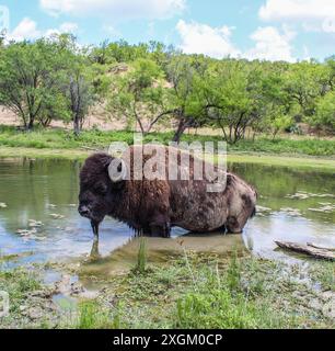 Buffalo kühlt sich im Wasser ab Stockfoto