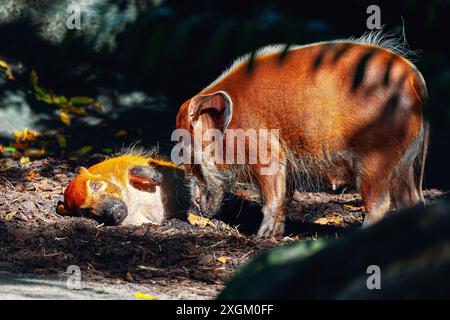 Wilde Schweine Mutter und Baby. Red River Schwein Familie. Zwei Tiere spielen im Dreck, umgeben von Herbstlaub. Zwei Schweine, von denen eins sich legt, Th Stockfoto