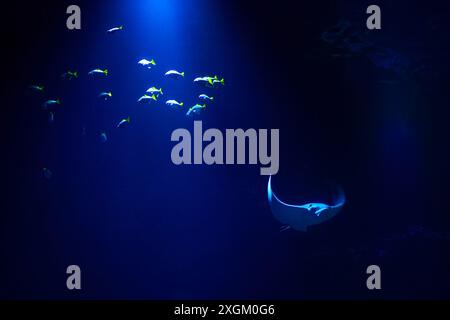 Blaues Licht beleuchtet einen Fisch im Dunkeln und schafft eine faszinierende Unterwasserszene. Eine Gruppe von Fischen schwimmt in einem dunkelblauen Ozean Stockfoto