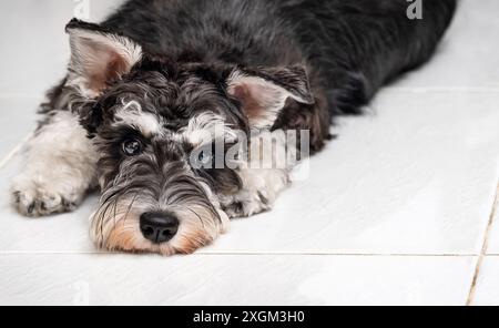 Das kleine Schnauzer-Hündchen liegt auf den Fliesen auf dem Boden Stockfoto