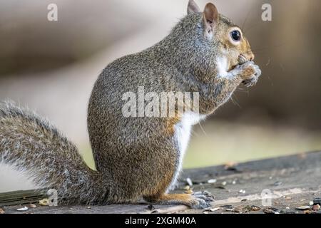 Graues Eichhörnchen (Sciurus carolinensis), das im Meeks Park in Blairsville, Georgia an Samen knabbert. (USA) Stockfoto