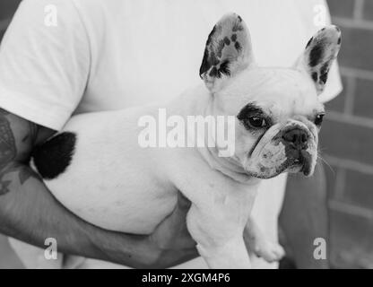 Niedlicher französischer Bulldogge-Welpe, der sich in den Armen ihres Besitzers sicher fühlt Stockfoto