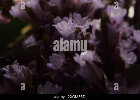 Neelakurinji-Blüte (strobilanthes kunthiana), neela kurinji blüht einmal in 12 Jahren. Gefunden in nilgiri, Palani und westlichen Ghats-Bergen, indien Stockfoto