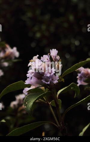 Neelakurinji-Blüte (strobilanthes kunthiana), neela kurinji blüht einmal in 12 Jahren. Gefunden in nilgiri, Palani und westlichen Ghats-Bergen, indien Stockfoto