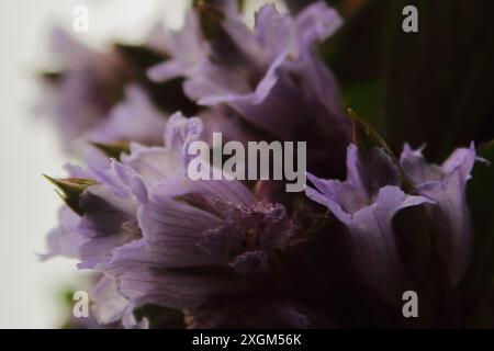 Neelakurinji-Blüte (strobilanthes kunthiana), neela kurinji blüht einmal in 12 Jahren. Gefunden in nilgiri, Palani und westlichen Ghats-Bergen, indien Stockfoto