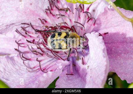 Bienkäfer, Humlebagge (Trichius fasciatus) Stockfoto