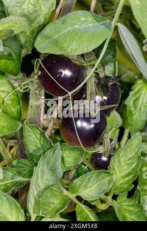 „Blackball“-Tomate, Tomate (Solanum lycopersicum) Stockfoto