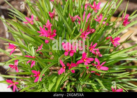 "Märchen" , Rosenblund (Rhodoxis hybrida) Stockfoto