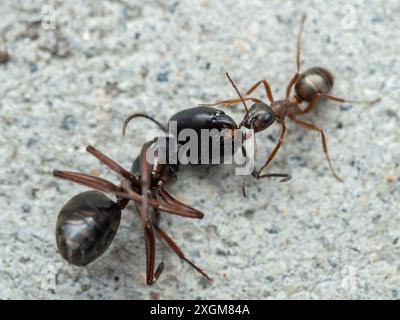 Eine Arbeiter-Holzameise (Formica), die die Leiche einer viel größeren Zimmermannameise (Camponotus) über Beton und zurück in ihr Nest zieht Stockfoto