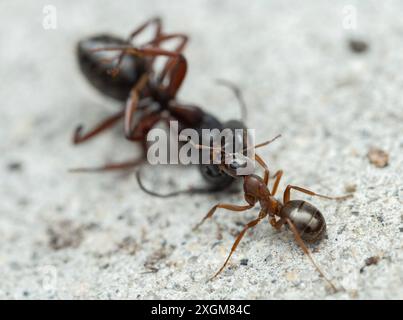 Eine Arbeiter-Holzameise (Formica), die den Kopf einer toten Zimmermannameise (Camponotus) auf Beton greift Stockfoto