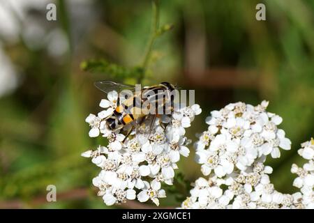 Nahaufnahme hoverfly, Sonnenfliege, Helophilus trivittatus auf weißen Blüten der Schafgarbe (Achillea millefolium). Holländischer Garten, Niederlande, Sommer, Juli. Stockfoto