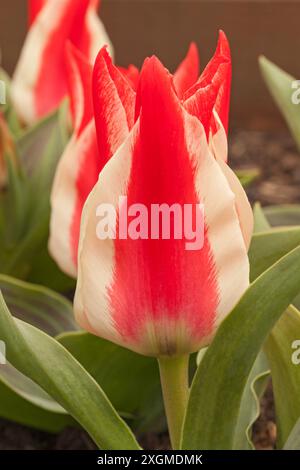 Tulipa greigii „Pinocchio“, botanische Tulpe Stockfoto