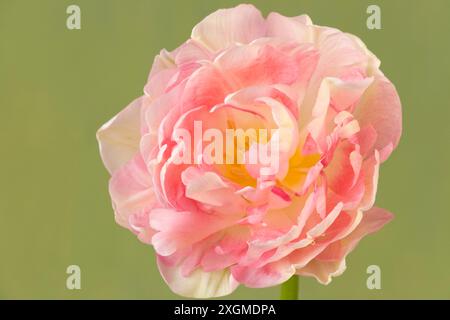 Tulipa „Pfirsichblüte“, Double Early Tulip Stockfoto