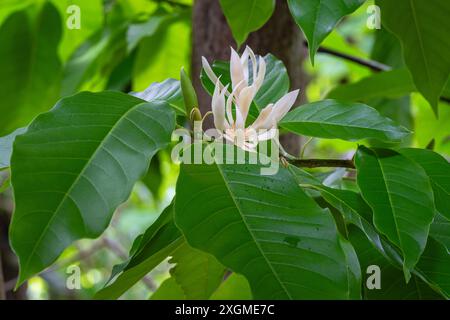 Horizontaler Blick auf Magnolie Champaca aka Champak Baum frische cremeweiße Blumen und Laub im tropischen Garten Stockfoto