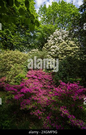 Gruppe blühender Rhododendron im Wald Stockfoto