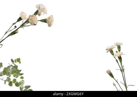 Weiße schöne Nelkenblume isoliert auf weißem Hintergrund. Stockfoto