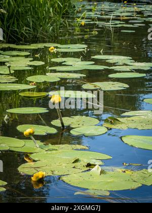 Wunderschöne gelbe Seerosen in voller Blüte schwimmen auf einem ruhigen Teich umgeben von üppigem Grün, perfekt für Natur und Ruhe Themen. Stockfoto