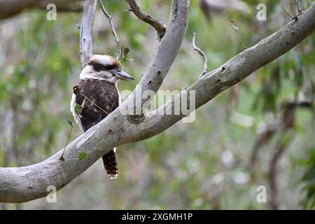 Rückansicht eines Kookaburra, teilweise von einem Baumzweig verdeckt, während der Vogel nach rechts schaut Stockfoto