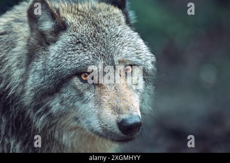 Ausdrucksstarker grauer Wolf, auch bekannt als Holzwolf, der Sie im Wald aufmerksam ansieht Stockfoto