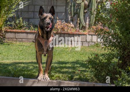 Ein aufmerksamer Schäferhund steht selbstbewusst auf einem sonnigen Rasen in einem üppigen Garten, umgeben von Grün und Topfpflanzen. Der Hund trägt ein stabiles Gurtzeug Stockfoto