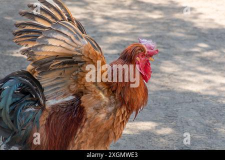 Bild eines bunten Hahns mit erhobenen Flügeln, die sich im Sonnenlicht sonnen. Leuchtende Federn und besondere Merkmale werden hervorgehoben. Stockfoto