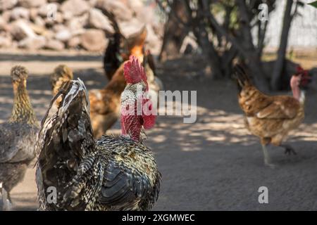 Nahaufnahme eines Hahns mit anderen Hühnern im Hintergrund, während Sie einen sonnigen Tag auf einem Bauernhof genießen. Stockfoto