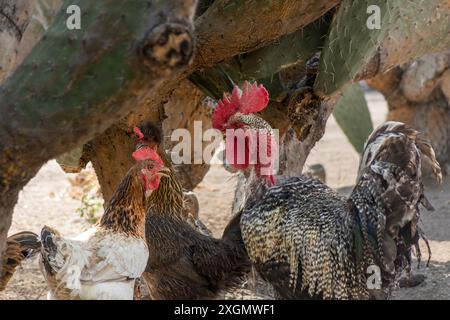 Hahn und Hühner versammelten sich unter einem Kaktusbaum auf einem Bauernhof. Erfasst die natürliche Umgebung und die Dynamik des landwirtschaftlichen Lebens. Stockfoto