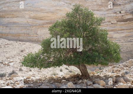 Einzelner grüner Pistacia atlantica Atlantic Pistacio Baum, der unter extremen Bedingungen im ein Avdat Park in der Wüste Negev in Israel mit einem Kalkstein gedeiht Stockfoto